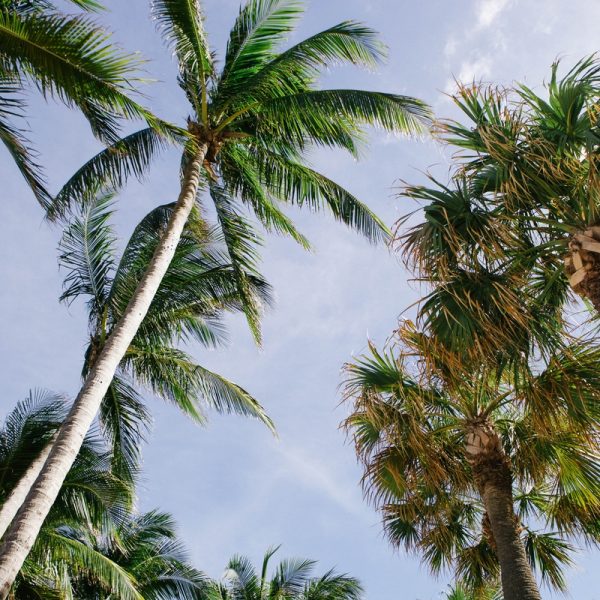 Palm trees on the blue sky in Fort Lauderdale. Original public domain image from Wikimedia Commons